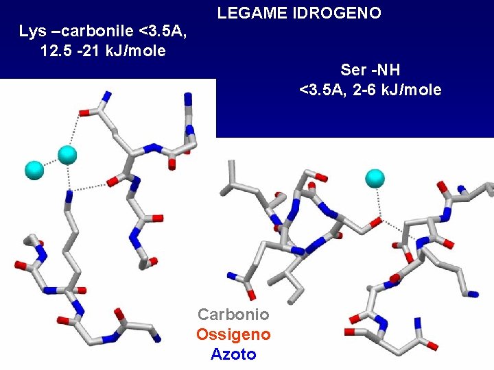 Lys –carbonile <3. 5 A, 12. 5 -21 k. J/mole LEGAME IDROGENO Ser -NH Lys –carbonile <3. 5 A, 12. 5 -21 k. J/mole LEGAME IDROGENO Ser -NH