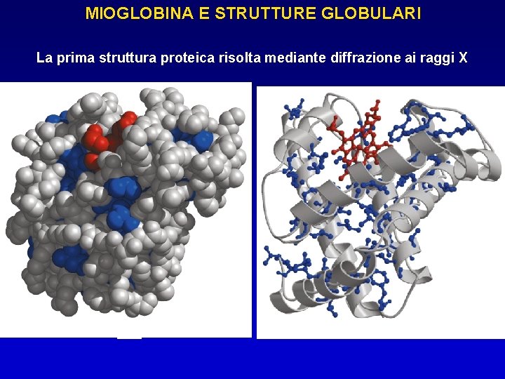 MIOGLOBINA E STRUTTURE GLOBULARI La prima struttura proteica risolta mediante diffrazione ai raggi X