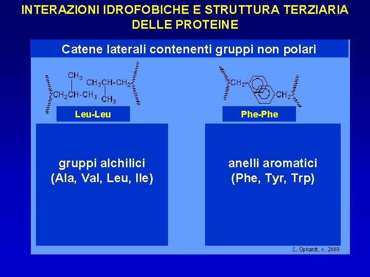 INTERAZIONI IDROFOBICHE E STRUTTURA TERZIARIA DELLE PROTEINE Catene laterali contenenti gruppi non polari Leu-Leu