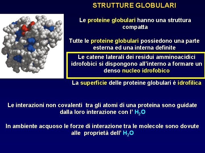 STRUTTURE GLOBULARI Le proteine globulari hanno una struttura compatta Tutte le proteine globulari possiedono