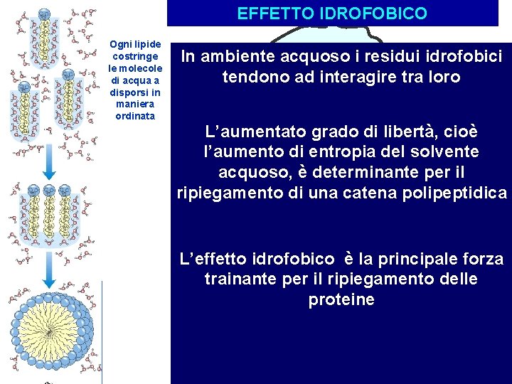 EFFETTO IDROFOBICO Ogni lipide costringe le molecole di acqua a disporsi in maniera ordinata