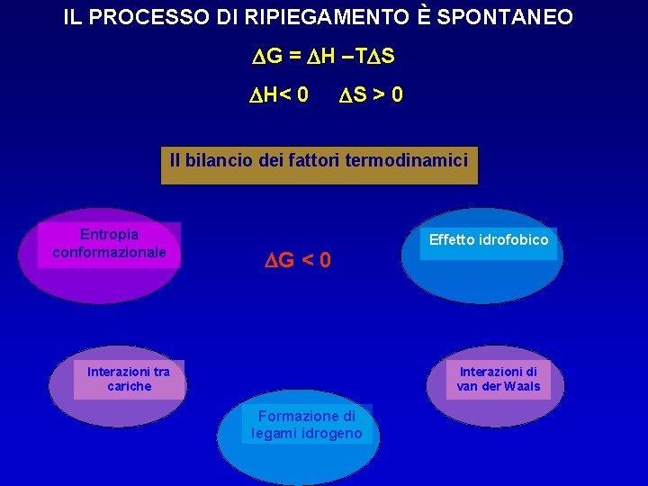 IL PROCESSO DI RIPIEGAMENTO È SPONTANEO DG = DH –TDS DH< 0 DS >