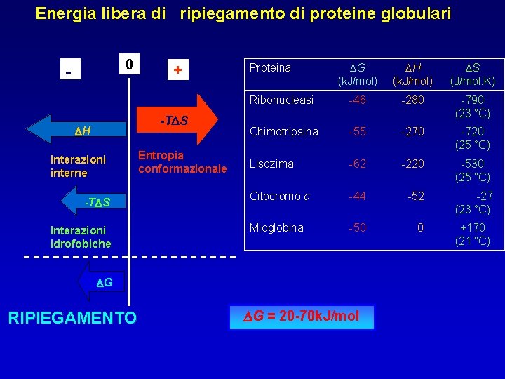 Energia libera di ripiegamento di proteine globulari 0 - + -TDS DH Interazioni interne