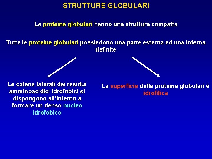 STRUTTURE GLOBULARI Le proteine globulari hanno una struttura compatta Tutte le proteine globulari possiedono STRUTTURE GLOBULARI Le proteine globulari hanno una struttura compatta Tutte le proteine globulari possiedono
