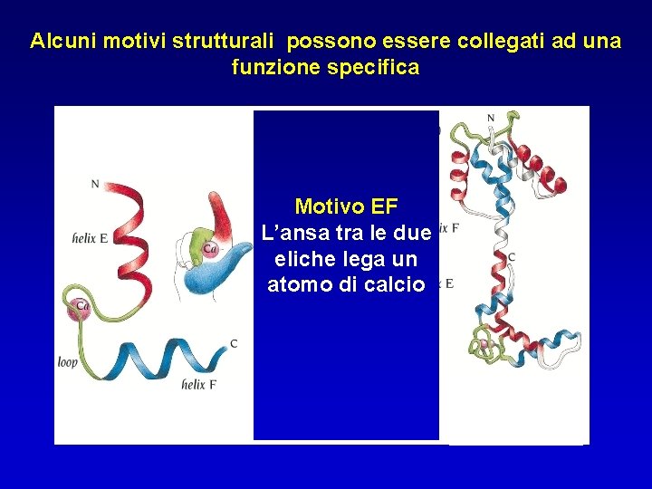 Alcuni motivi strutturali possono essere collegati ad una funzione specifica Motivo EF L’ansa tra