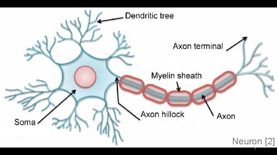 Neuron [2] 5 