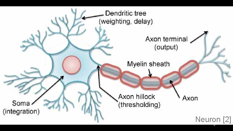 Neuron [2] 6 