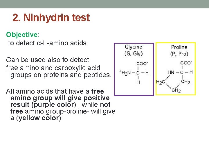 2. Ninhydrin test Objective: to detect α-L-amino acids Can be used also to detect