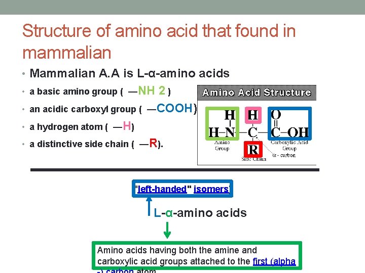 Structure of amino acid that found in mammalian • Mammalian A. A is L-α-amino