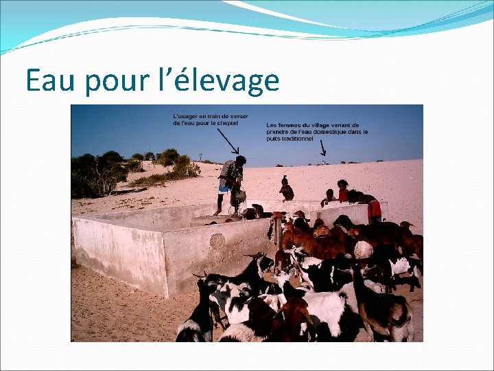Eau pour l’élevage 