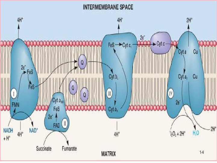 electron transport chain