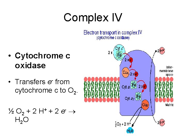 Complex IV • Cytochrome c oxidase • Transfers e- from cytochrome c to O