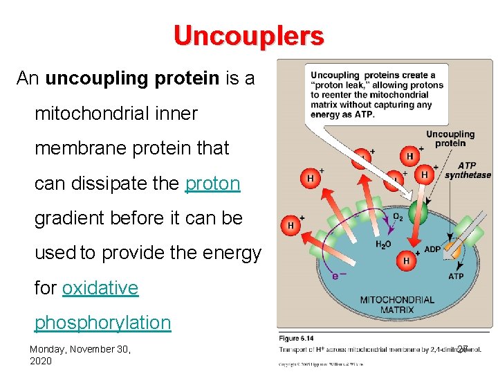 Uncouplers An uncoupling protein is a mitochondrial inner membrane protein that can dissipate the