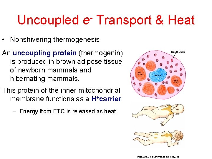 Uncoupled e- Transport & Heat • Nonshivering thermogenesis An uncoupling protein (thermogenin) is produced