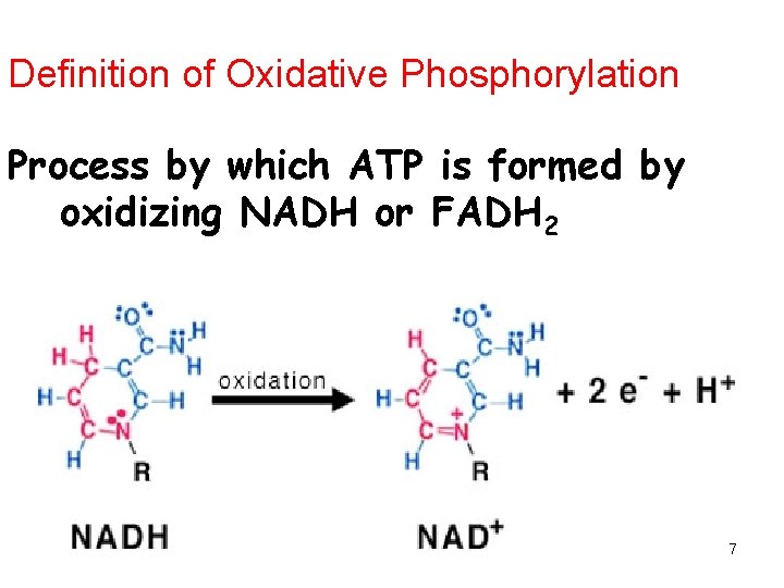 Definition of Oxidative Phosphorylation Process by which ATP is formed by oxidizing NADH or