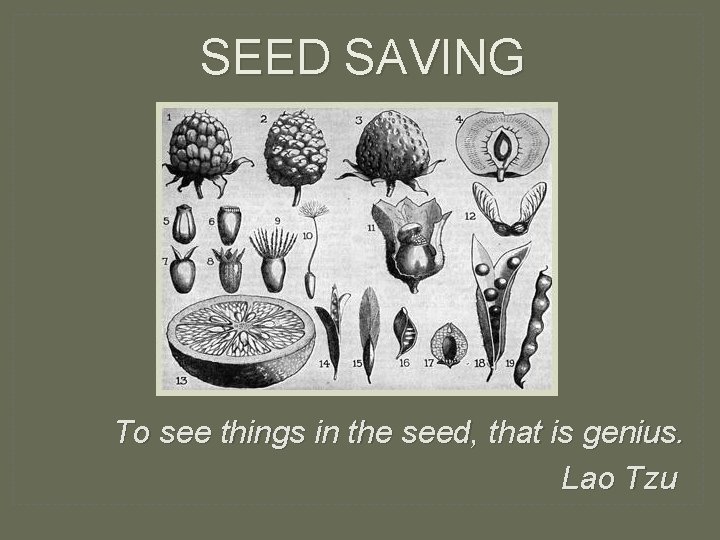 SEED SAVING To see things in the seed, that is genius. Lao Tzu 