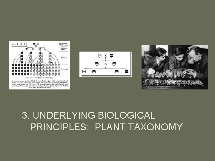 3. UNDERLYING BIOLOGICAL PRINCIPLES: PLANT TAXONOMY 