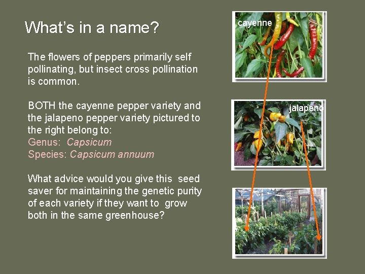 What’s in a name? cayenne The flowers of peppers primarily self pollinating, but insect