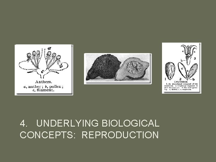 4. UNDERLYING BIOLOGICAL CONCEPTS: REPRODUCTION 