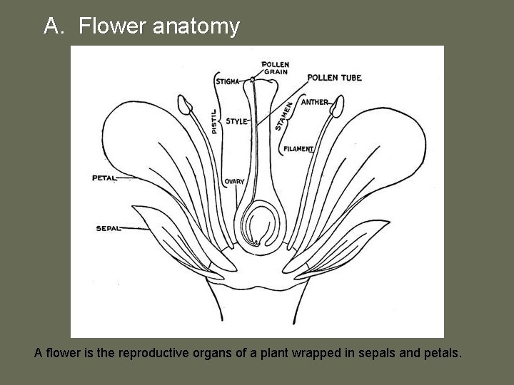 A. Flower anatomy A flower is the reproductive organs of a plant wrapped in