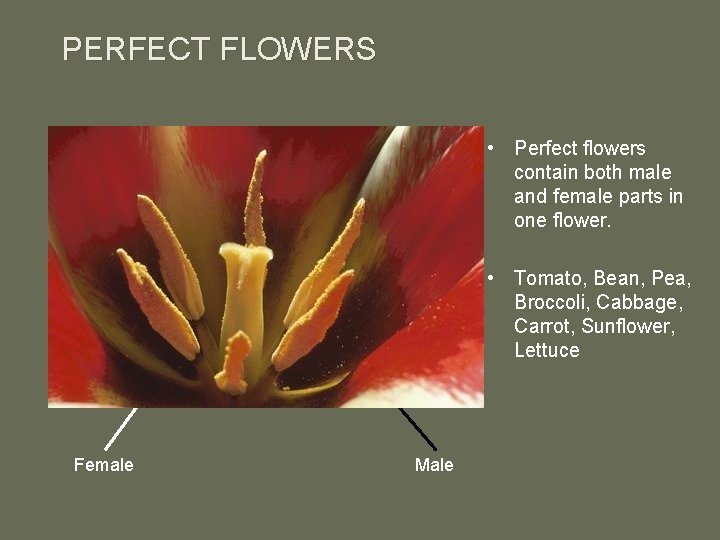 PERFECT FLOWERS • Perfect flowers contain both male and female parts in one flower.