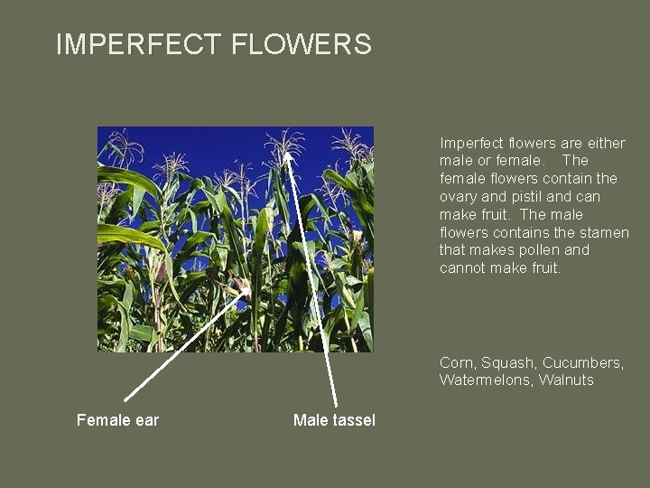 IMPERFECT FLOWERS Imperfect flowers are either male or female. The female flowers contain the