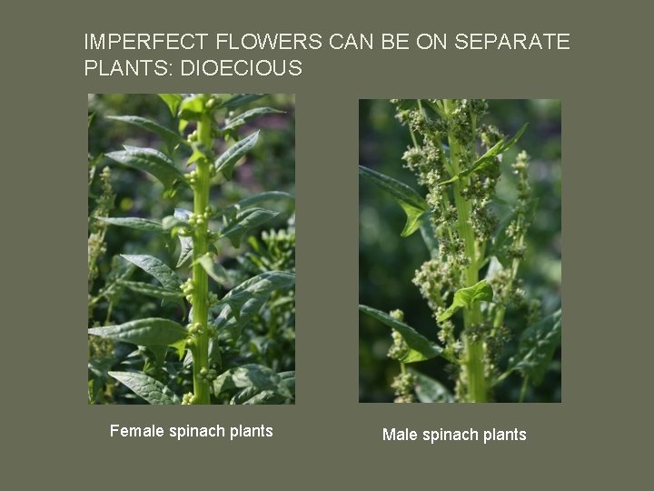 IMPERFECT FLOWERS CAN BE ON SEPARATE PLANTS: DIOECIOUS Female spinach plants Male spinach plants