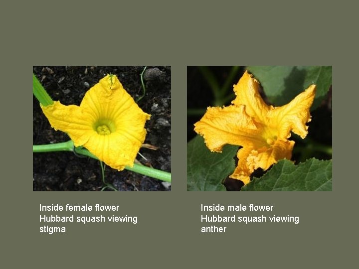 Inside female flower Hubbard squash viewing stigma Inside male flower Hubbard squash viewing anther
