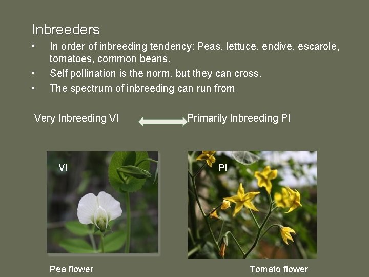 Inbreeders • • • In order of inbreeding tendency: Peas, lettuce, endive, escarole, tomatoes,