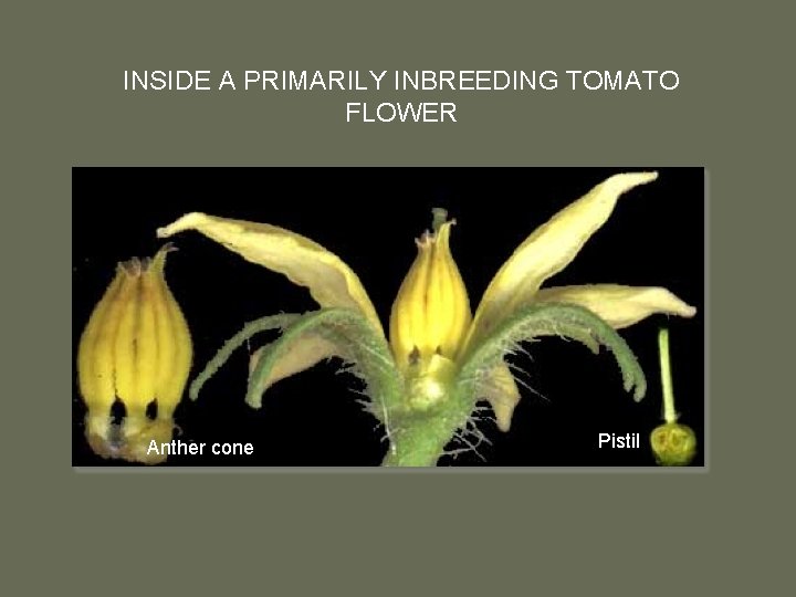 INSIDE A PRIMARILY INBREEDING TOMATO FLOWER Anther cone Pistil 