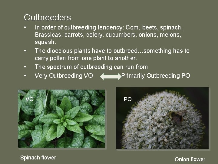 Outbreeders • • In order of outbreeding tendency: Corn, beets, spinach, Brassicas, carrots, celery,