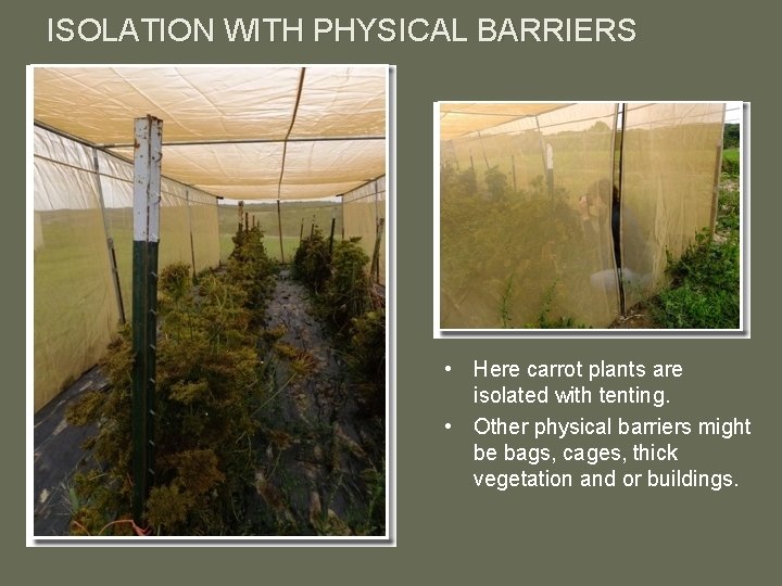 ISOLATION WITH PHYSICAL BARRIERS • Here carrot plants are isolated with tenting. • Other