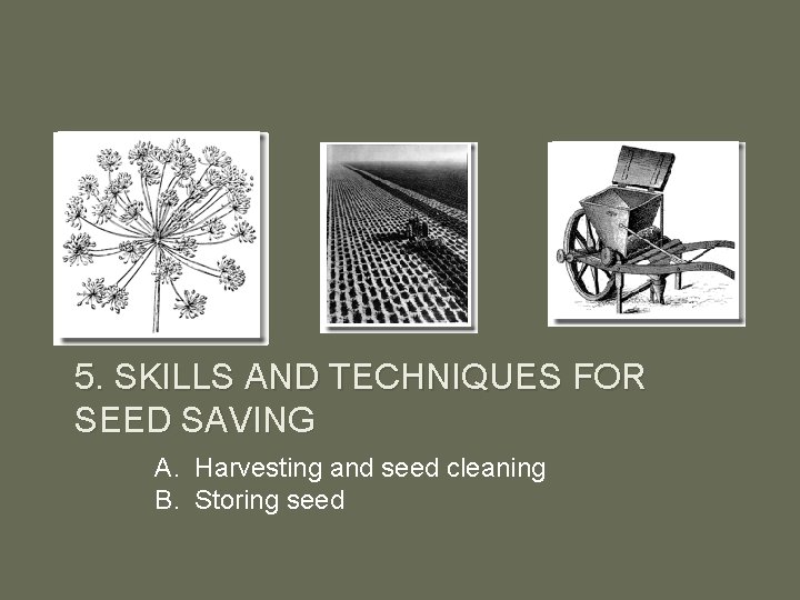 5. SKILLS AND TECHNIQUES FOR SEED SAVING A. Harvesting and seed cleaning B. Storing