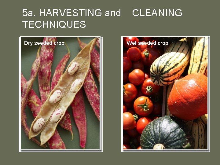 5 a. HARVESTING and CLEANING TECHNIQUES Dry seeded crop Wet seeded crop 