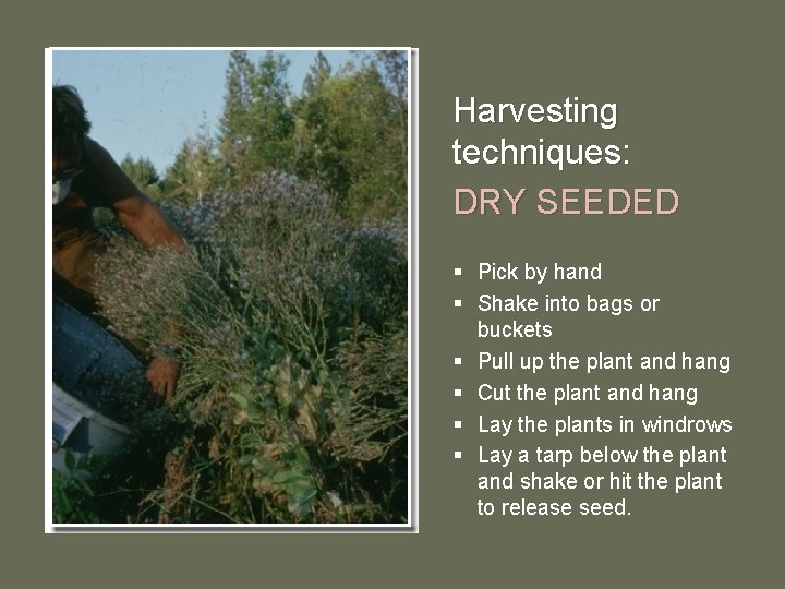 Harvesting techniques: DRY SEEDED § Pick by hand § Shake into bags or buckets