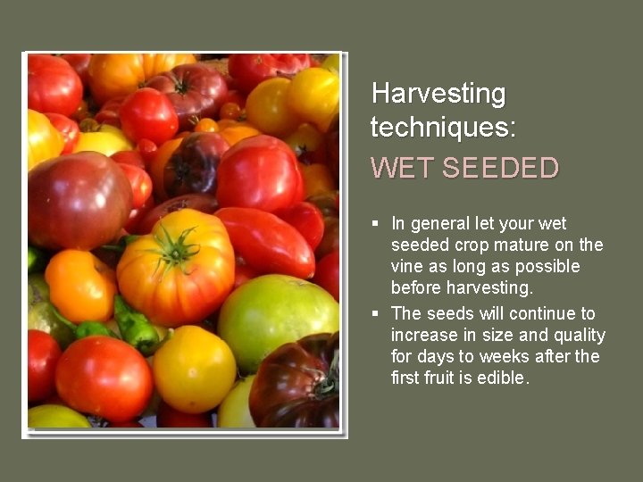 Harvesting techniques: WET SEEDED § In general let your wet seeded crop mature on