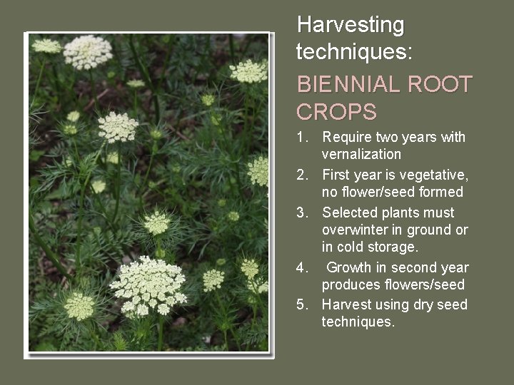 Harvesting techniques: BIENNIAL ROOT CROPS 1. Require two years with vernalization 2. First year