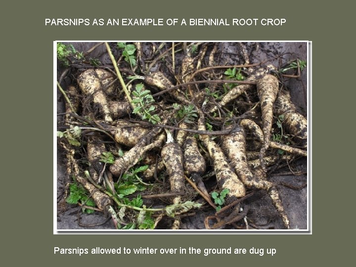 PARSNIPS AS AN EXAMPLE OF A BIENNIAL ROOT CROP Parsnips allowed to winter over