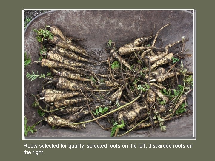 Roots selected for quality: selected roots on the left, discarded roots on the right.