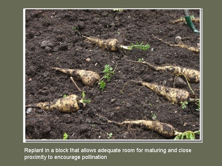 Replant in a block that allows adequate room for maturing and close proximity to