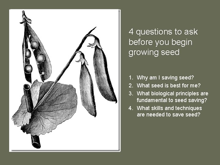 4 questions to ask before you begin growing seed 1. Why am I saving