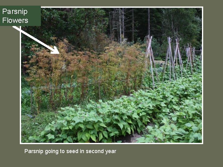 Parsnip Flowers Parsnip going to seed in second year 