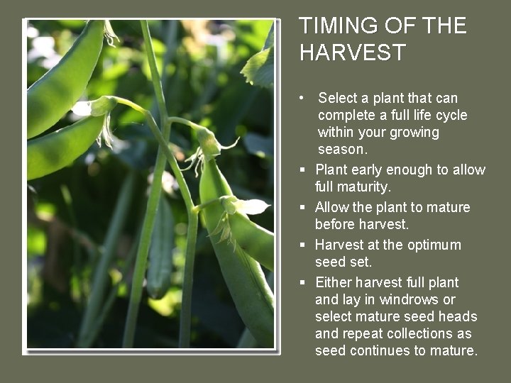 TIMING OF THE HARVEST • Select a plant that can complete a full life