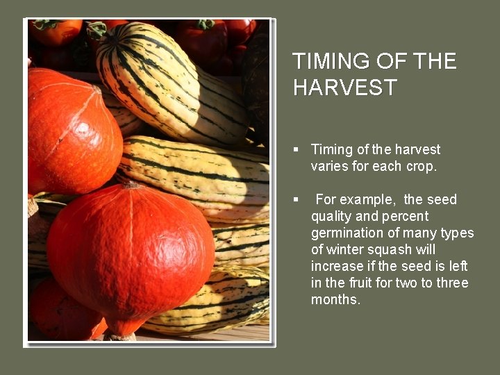 TIMING OF THE HARVEST § Timing of the harvest varies for each crop. §