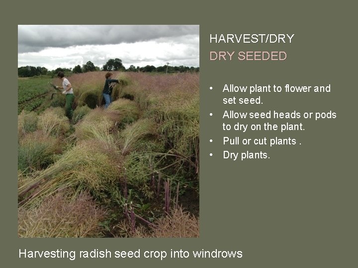 HARVEST/DRY SEEDED • Allow plant to flower and set seed. • Allow seed heads