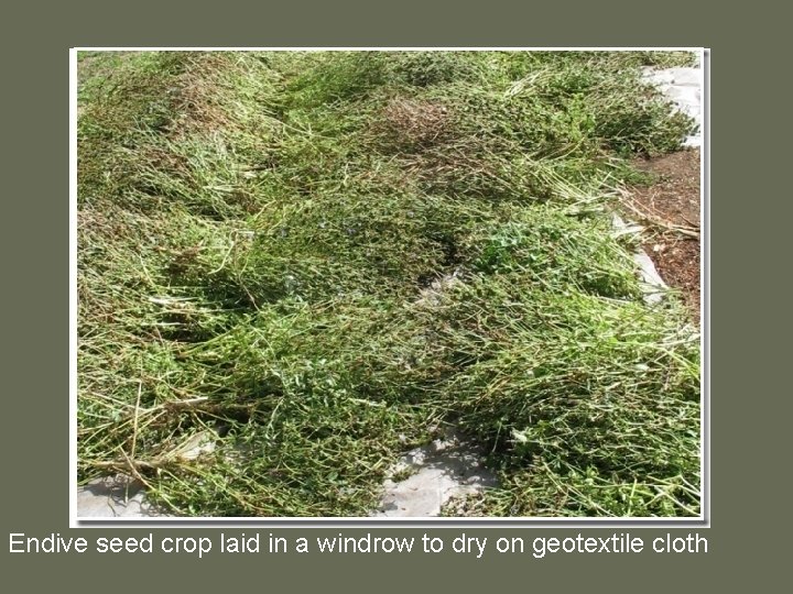 Endive seed crop laid in a windrow to dry on geotextile cloth 