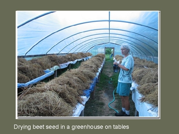 Drying beet seed in a greenhouse on tables 