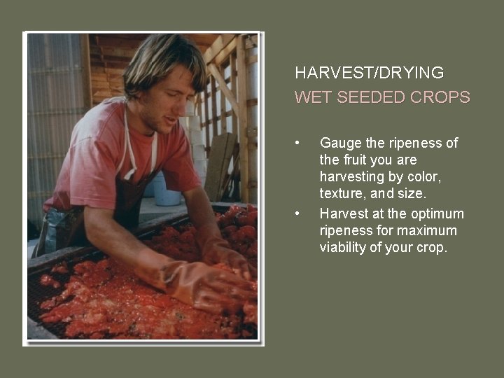 HARVEST/DRYING WET SEEDED CROPS • • Gauge the ripeness of the fruit you are