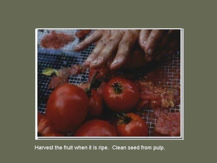 Harvest the fruit when it is ripe. Clean seed from pulp. 