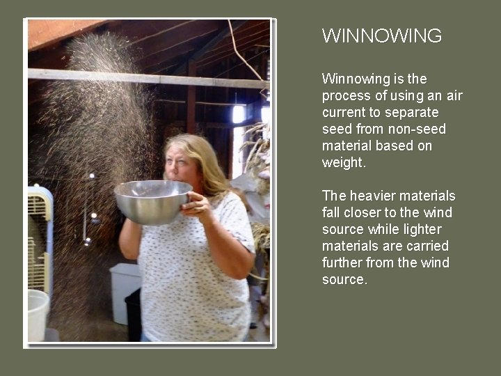 WINNOWING Winnowing is the process of using an air current to separate seed from